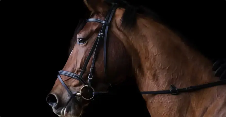 How The Equine Market works